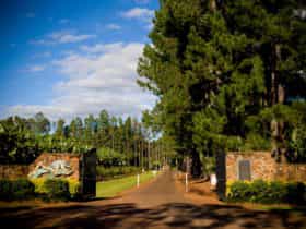 Pine tree lined entrance to Mt Uncle Distillery.
