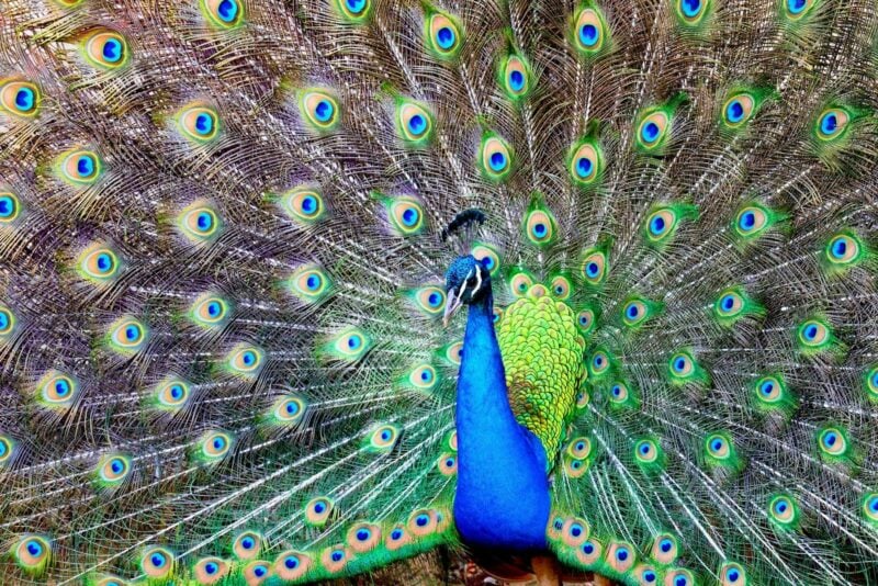 Peacock displaying feathers at Mt Uncle Distillery