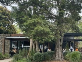 Main Street, Tamborine Mountain