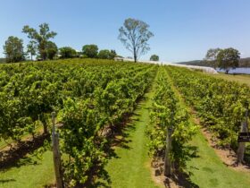 Vineyard