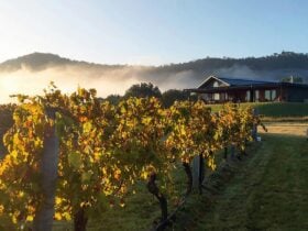 Cellar door from the vineyard