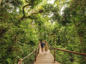 A couple walks across a timber bridge beneath the forest canopy, surrounded by wild natural beauty