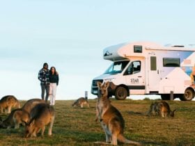 Star RV with Kangaroos