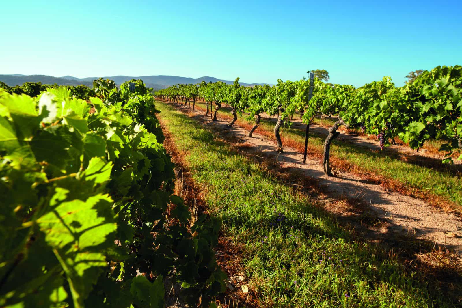 Grape vines, Granite Belt