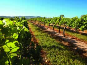 Grape vines, Granite Belt