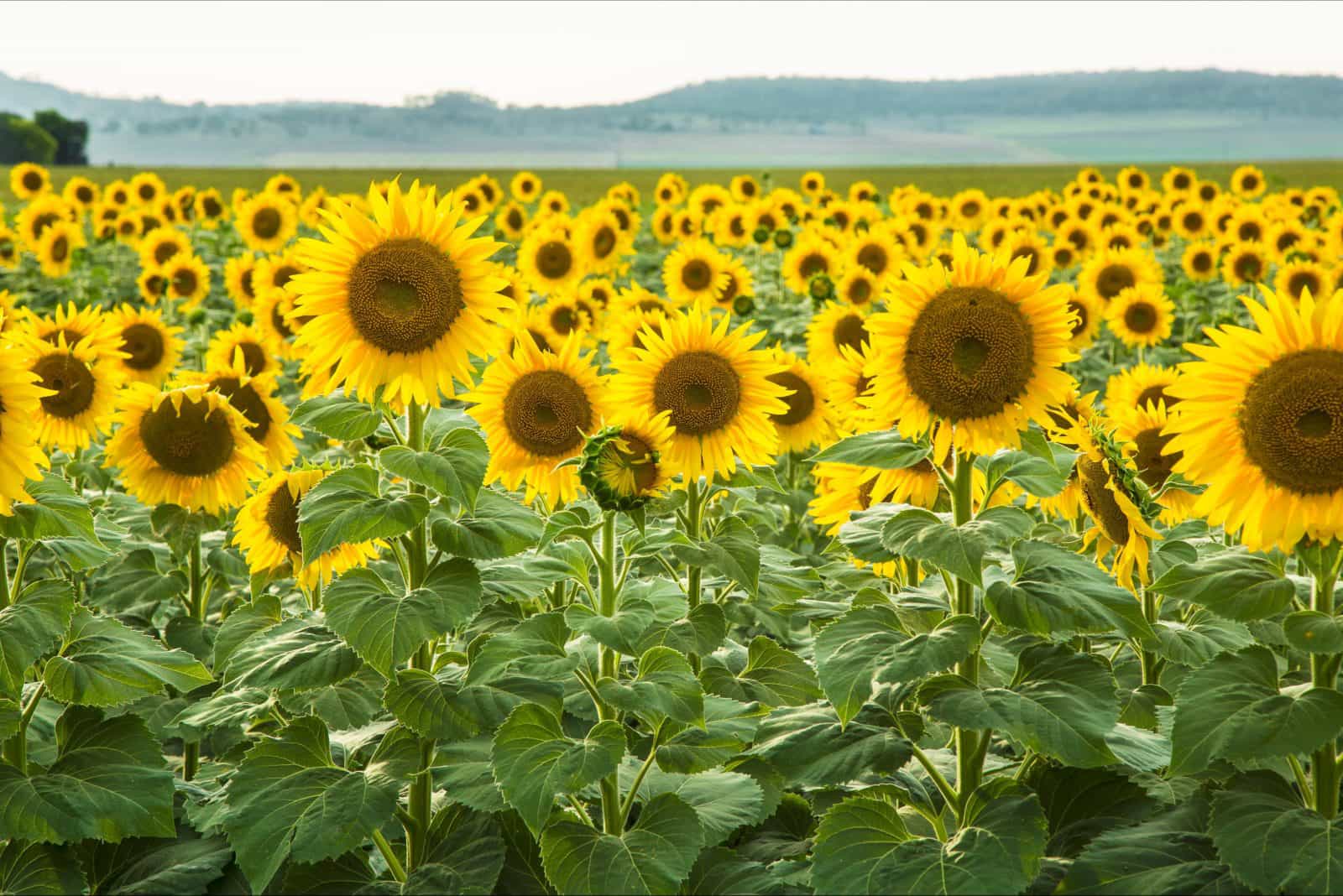 Sunflowers, Clifton