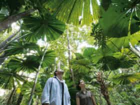 Daintree Rainforest