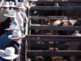 Cattle Sales, Dalby