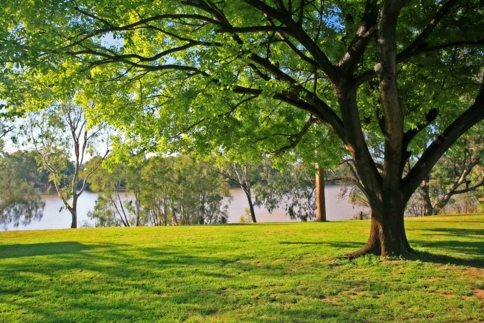 Bank of the River, St George