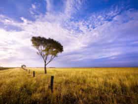Western Country