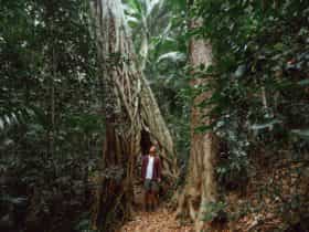 Eungella rainforest