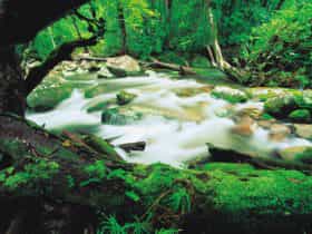 Mossman Gorge
