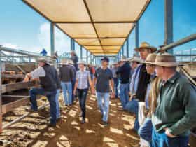 The Roma Saleyards