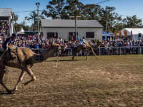 Tara Festival of Culture and Camel Races