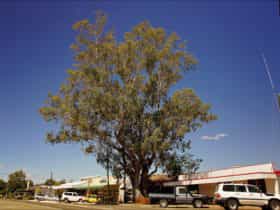 Leichhardt Tree and Main Street