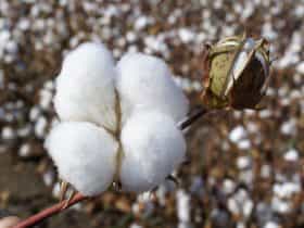 Cotton Farming, Goondiwindi region