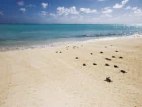 Heron Island