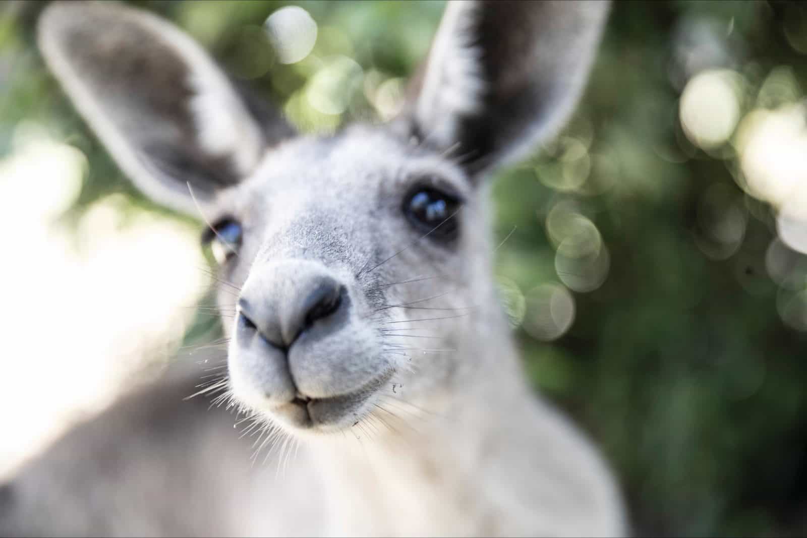 Kangaroo
