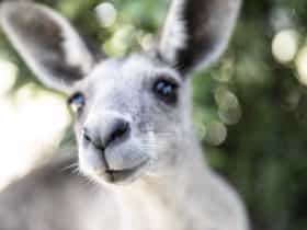 Kangaroo