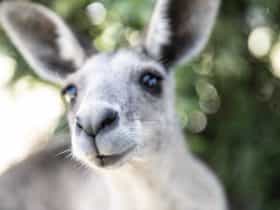 Kangaroo