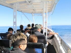 Sunshine Coast Wildlife Experience