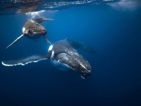 Humpback whales in Tonga