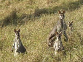 Whiptail_wallabies