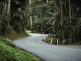 Rainforest road