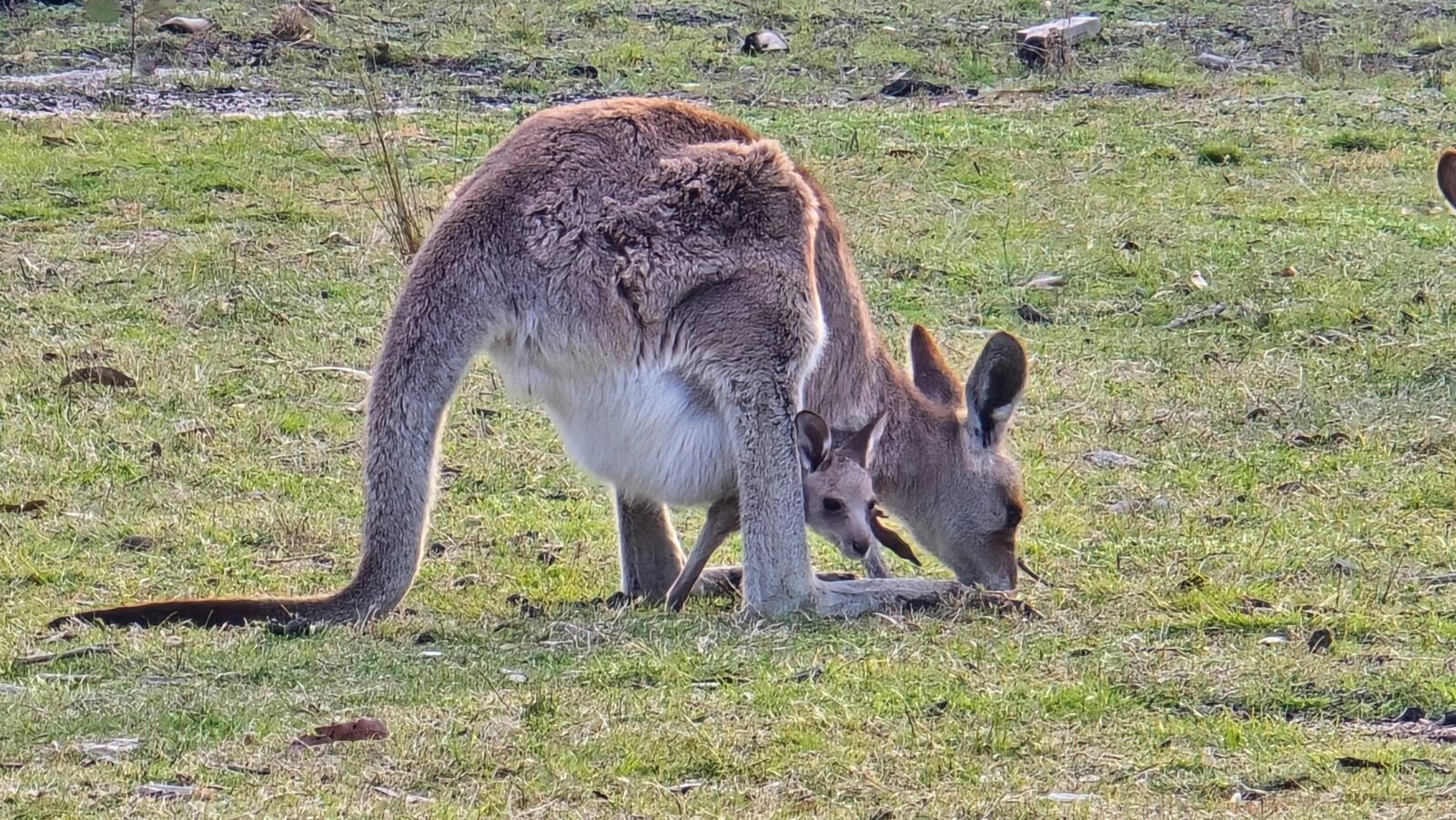 Mother and joey kangaroo eating grass