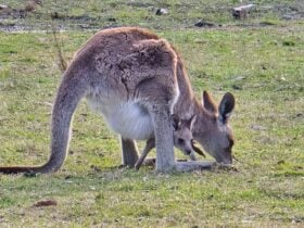 Mother and joey kangaroo eating grass