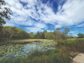 Bibimulya Wetlands Walk