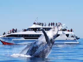Brisbane Whale Watching