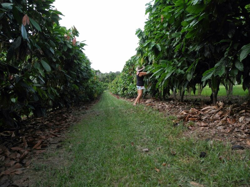 Cocoa trees