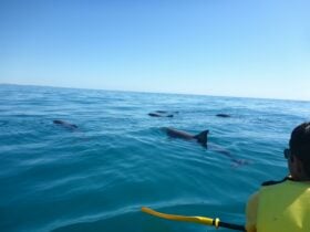 amazing dolphin spotting kayaking noosa