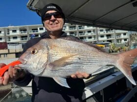 Snapper on Pumicestone Passage