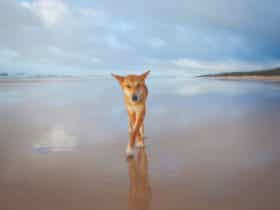 Fraser Island Dingo