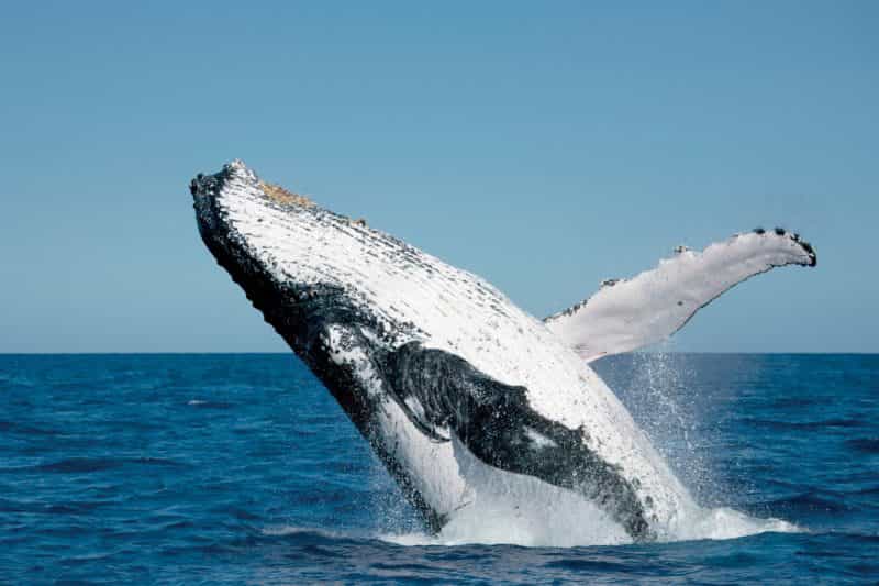 Humpback Whale