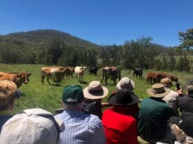People watching cows on a farm