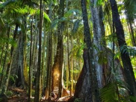 Tall trees in a dense rainforest, one illuminated by a patch of sunlight.