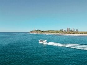 Mooloolaba Whale Watching