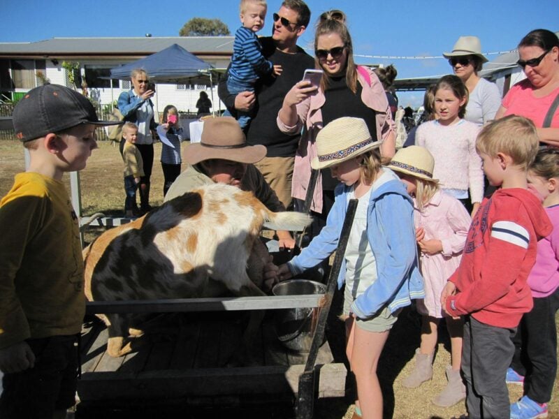 A group of children line up to milk a goat by hand.