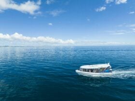 Hervey Bay Nature Cruise