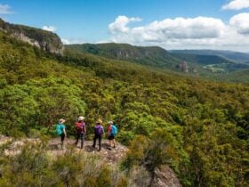 Lamington National Park guided walks