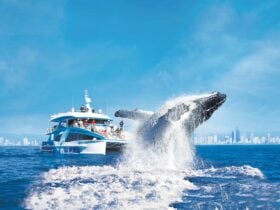 Sea World Whale Watch