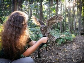 Buderim Owl Encounter Free Flight Experience Birds of Prey