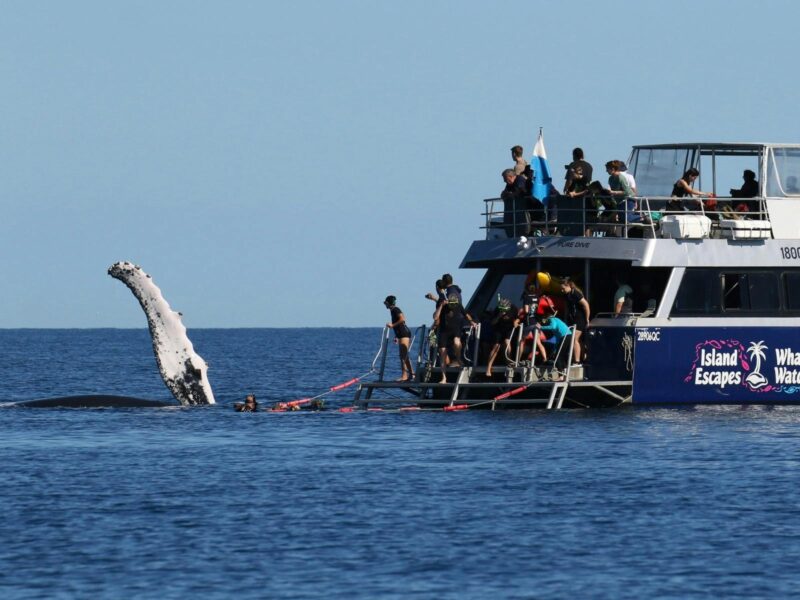 A group of tourists snorkel with a Humpback Whale beside them with its pectoral fin our of the water