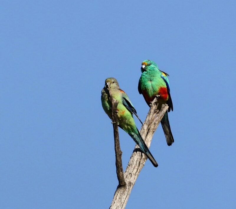 Mulga Parrot