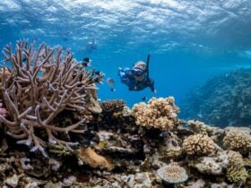 Female Freediver diving through a rich and lively coral garden