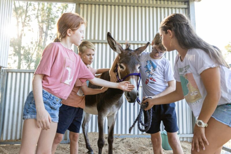 everyone gets to interact with the animals