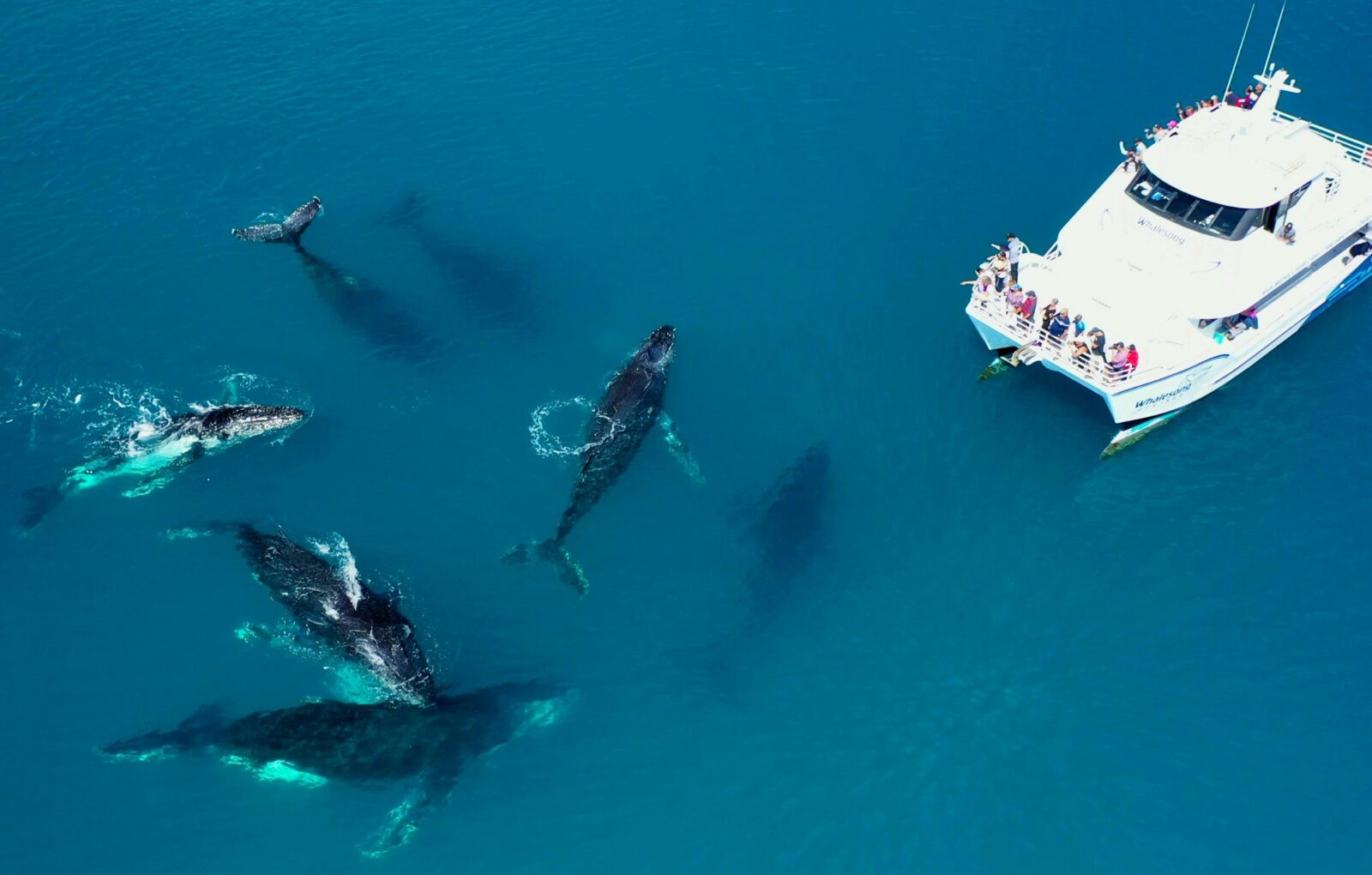 Eight humpback whales approaching Whalesong vessel ready to mug the boat